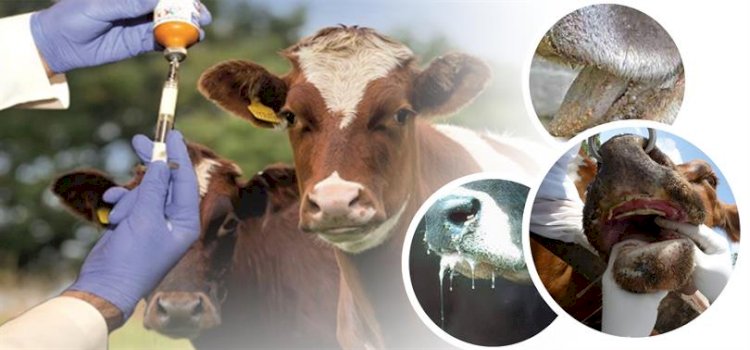 Duyuru, 23 - 24 Şubat 2014 Tarihinde Şap Aşısı Yapılacak